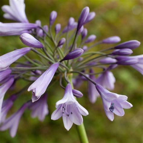 Buy African Lily Agapanthus Liams Lilac
