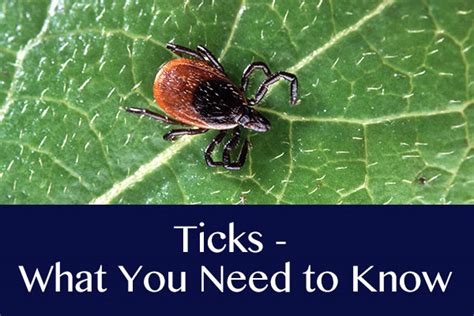 Ticks What You Need To Know Medicentres