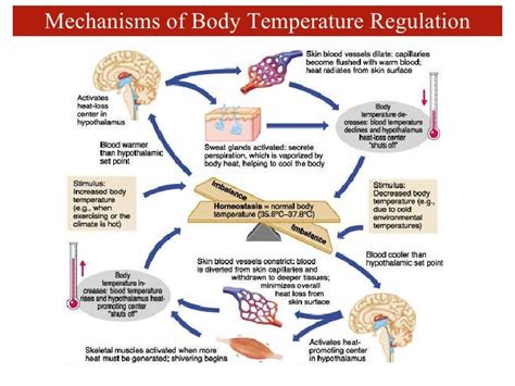 Skin And Temperature