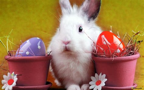 Looking for the best cute easter wallpapers? Easter Bunny Desktop Wallpaper - WallpaperSafari