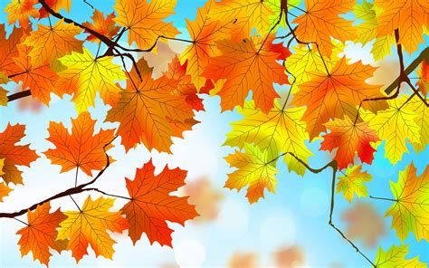 Autumn Leaves Hd Hd Nature 4k Wallpapers Images