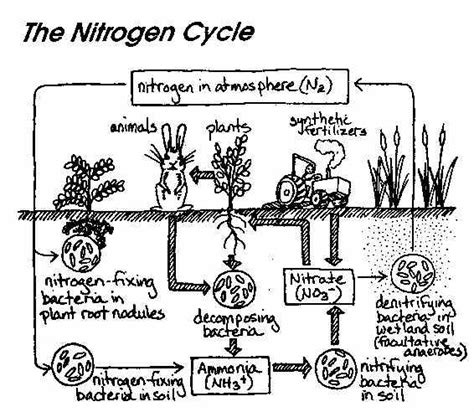 THE NITROGEN CYCLE