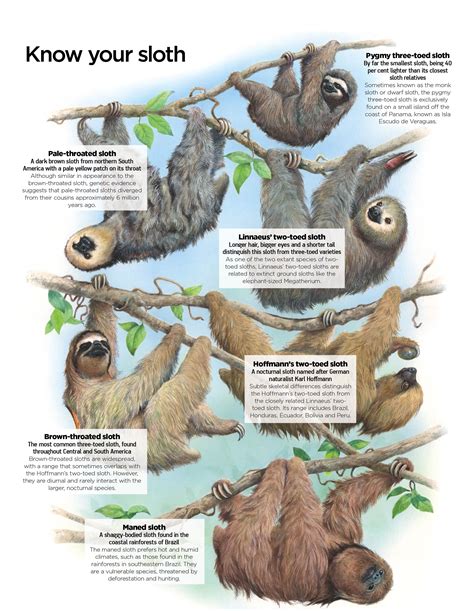 Image Result For Pygmy Sloths ナマケモノ