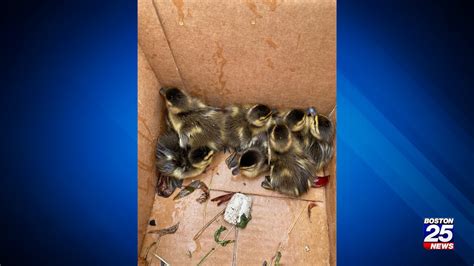 Mass State Trooper Helps Rescue 8 Ducklings Trapped In Storm Drain Boston 25 News
