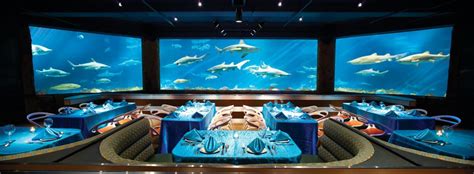 Celebrate Shark Week At Seaworld Orlando The Kingdom Insider
