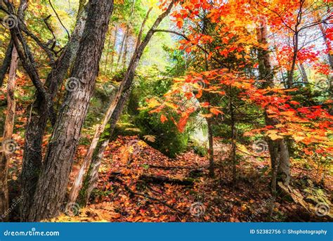Rocky Forest In The Autumn Stock Photo Image Of Environment 52382756