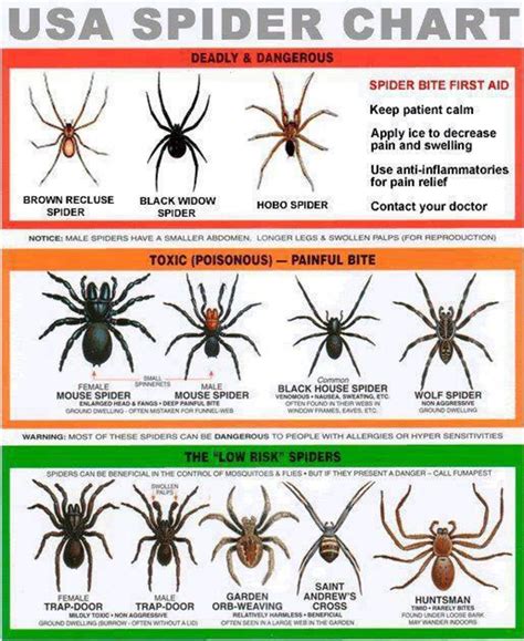 We did not find results for: Poisonous Spiders of South Carolina - Dengarden - Home and ...