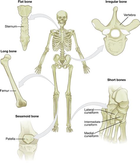 Simple Anatomy Types Of Bone And Classification Of Bone