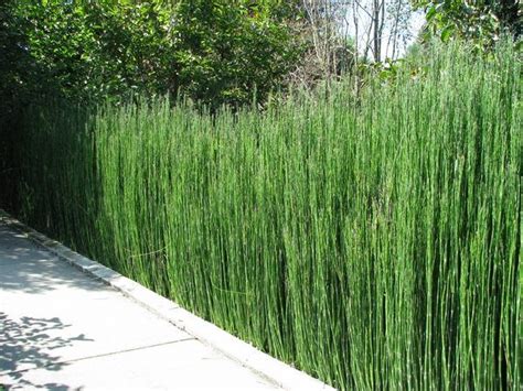 What bamboo is best for privacy screens? 65 best Privacy Plants images on Pinterest | Privacy ...