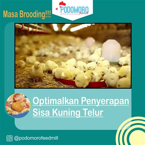 Optimalkan Penyerapan Sisa Kuning Telur - Podomoro Feedmill