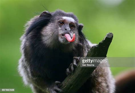Monkey Sticking Out Tongue Stock Fotos Und Bilder Getty Images