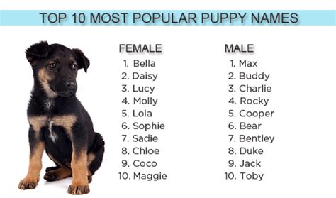 Top Puppy Names Earthbath