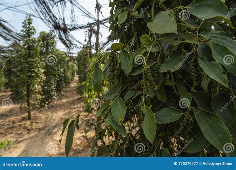 Black Pepper Plants Growing On Plantation In Asia Ripe Green Peppers On A Trees Stock Image