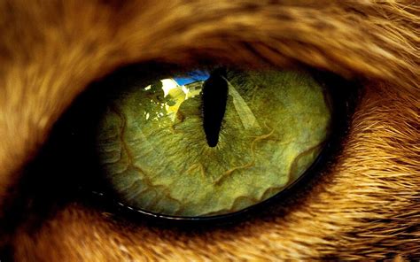 Eye Cat The Beast Animals Wool Pupil Reflection Hd Wallpaper Animal