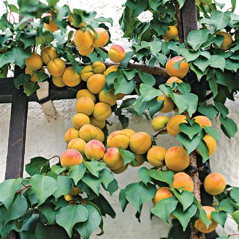 7 Easy Fruit Trees To Grow Right In Your Own Backyard Great Gardeners