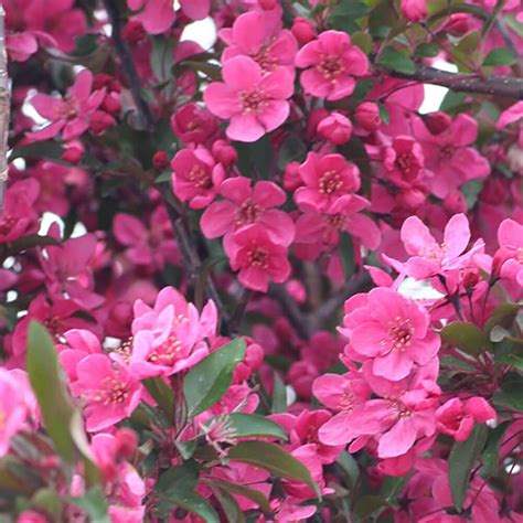 Crabapple Prairifire Chelsea Garden Center