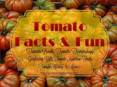 Tomato Plant Facts And Fun Stuff • Growing Tomatoes 4 You