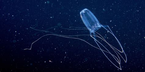 Irukandji And Box Jellyfish Will Invade Sydney Harbour