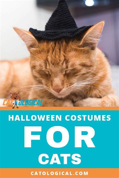 Looking For An Awesome Halloween Costume For Your Cat Look No Further