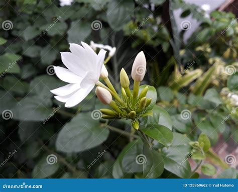 White Jasmine Flowers In Garden Stock Photo Image Of Beautiful