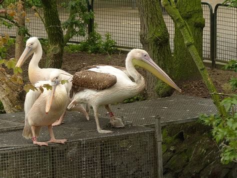 Birding For Pleasure Through My Lens Amsterdam Zoo