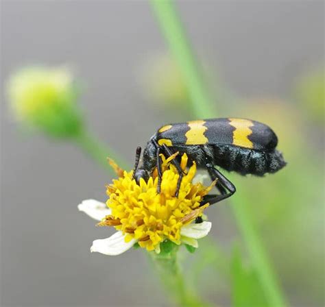 What Do Beetles Eat Learn About Nature