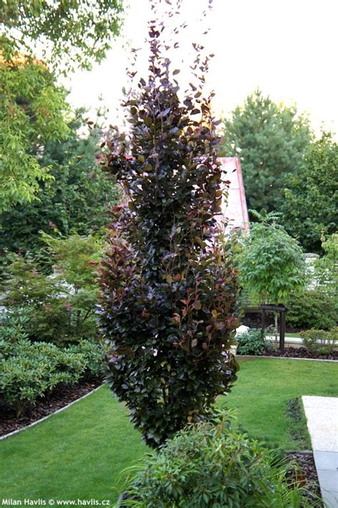 Fagus Sylvatica Dawyck Purple Havliscz