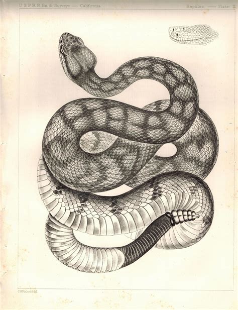 Cobra Snake Plate Ii 1859 Usprr Lithograph Reptiles Print Snake