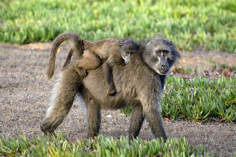 Chacma Baboon Mother And Young Stock Image Z9100211 Science Photo Library