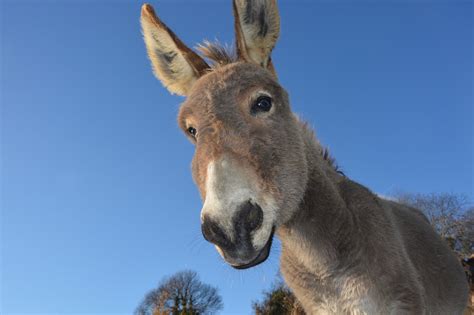 Donkeys Were First Domesticated In Africa Over 7000 Years Ago Scinews