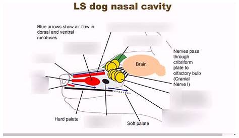 RE1; Dog Nasal Cavity. Diagram | Quizlet