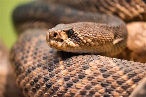 The Most Venomous Snakes Found In The Wild In America - WorldAtlas