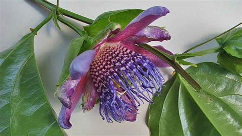 Passiflora Alata Winged Stem Passion Flower Fragrant Granadilla