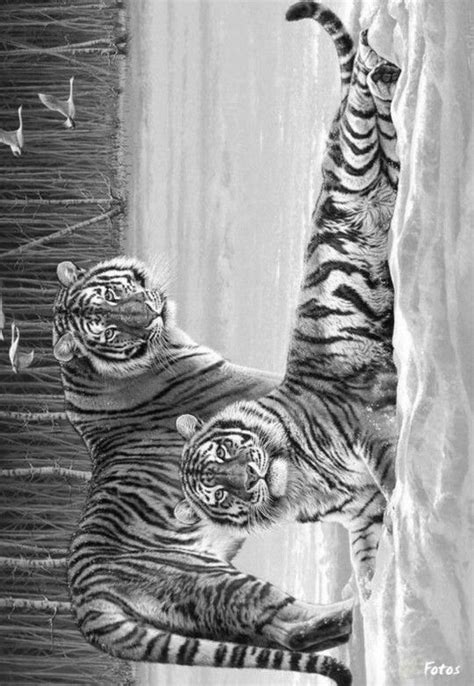Draw Tigers | Grayscale coloring, Animal drawings, Cat coloring page