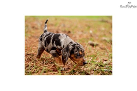 The catahoula leopard dog is a medium to large dog from the us. Patches: Catahoula Leopard Dog puppy for sale near ...