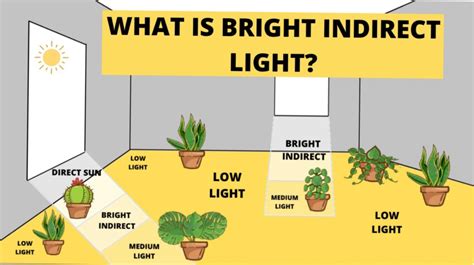 What Is Indirect Sunlight And Which Plants Grow Best In It
