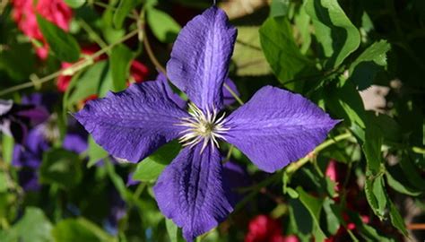 Maybe you would like to learn more about one of these? Purple Flowering Vine | Garden Guides