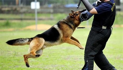 Top 5 Best Security Guard Dog Breeds Security Guards Bristol