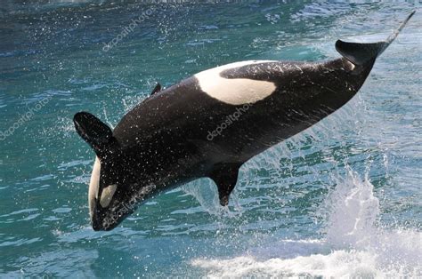 Killer Whale Jumping Out Of Water Stock Photo By ©christian 66900707