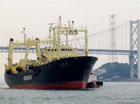 Japanese Whaling Fleet Returns With Quota Of 333 Animals Caught In