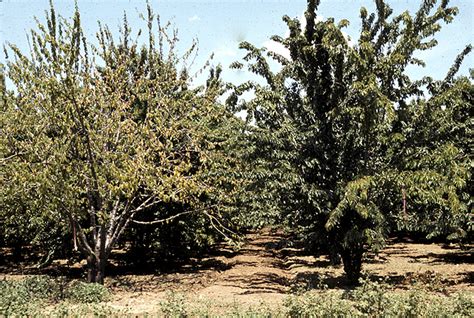 X Disease Western X Or Buckskin Cherry Plantsdb