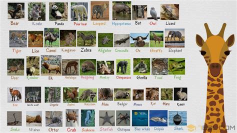 South America Animals Pictures With Names — Animwallcom