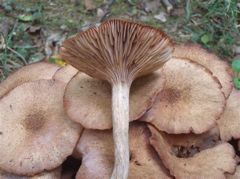 Mushrooms Growing Wild In South Eastern Ohio Mushroom