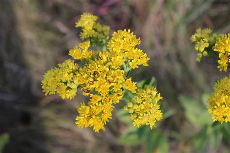 They are distributed in the tropical and subtropical regions of the americas, especially north america, where the origin and center of diversity of the genus are in the southwestern united states and northwestern. Ragweed - Identifying Ragweed vs. Goldenrod - Momcrieff