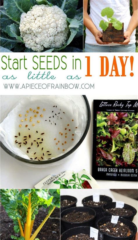 Learn the easy methods experts use to germinate weed seeds. A super fast and easy way to start seed (1/3 time, 3 times ...