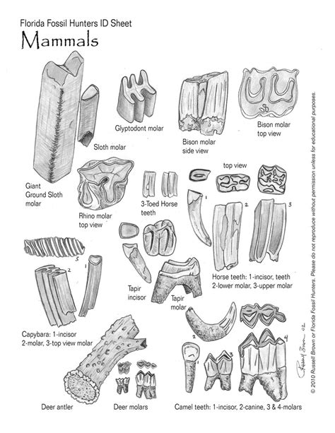 Arriba 74 Imagen Fossil Identification Florida Ecovermx