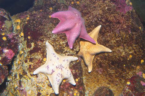 Bat Sea Star Asterina Miniata 14018