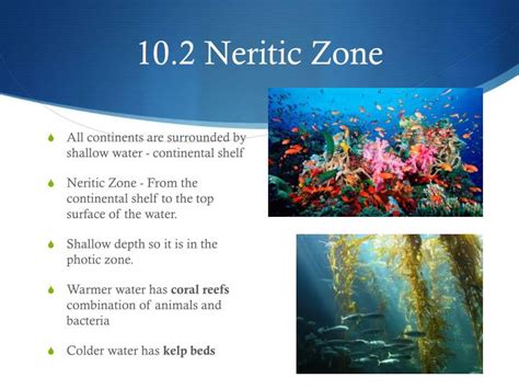 Ppt The Marine Biome Powerpoint Presentation Id2843113