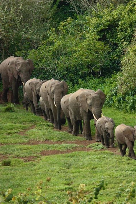 Imagenes De Elefantes Fotografia De Manada De Elefantes Caminando Por