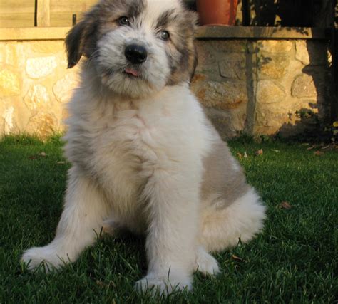 Look at pictures of german shepherd dog puppies who need a home. Mioritic Breed Guide - Learn about the Mioritic.